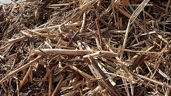 Latest storms have left more than two thousand tonnes of reeds on Costa del Sol's beaches