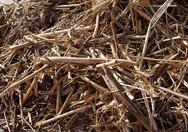 More than 2,500 tonnes of reeds have been left behind by the storms on the Costa del Sol.