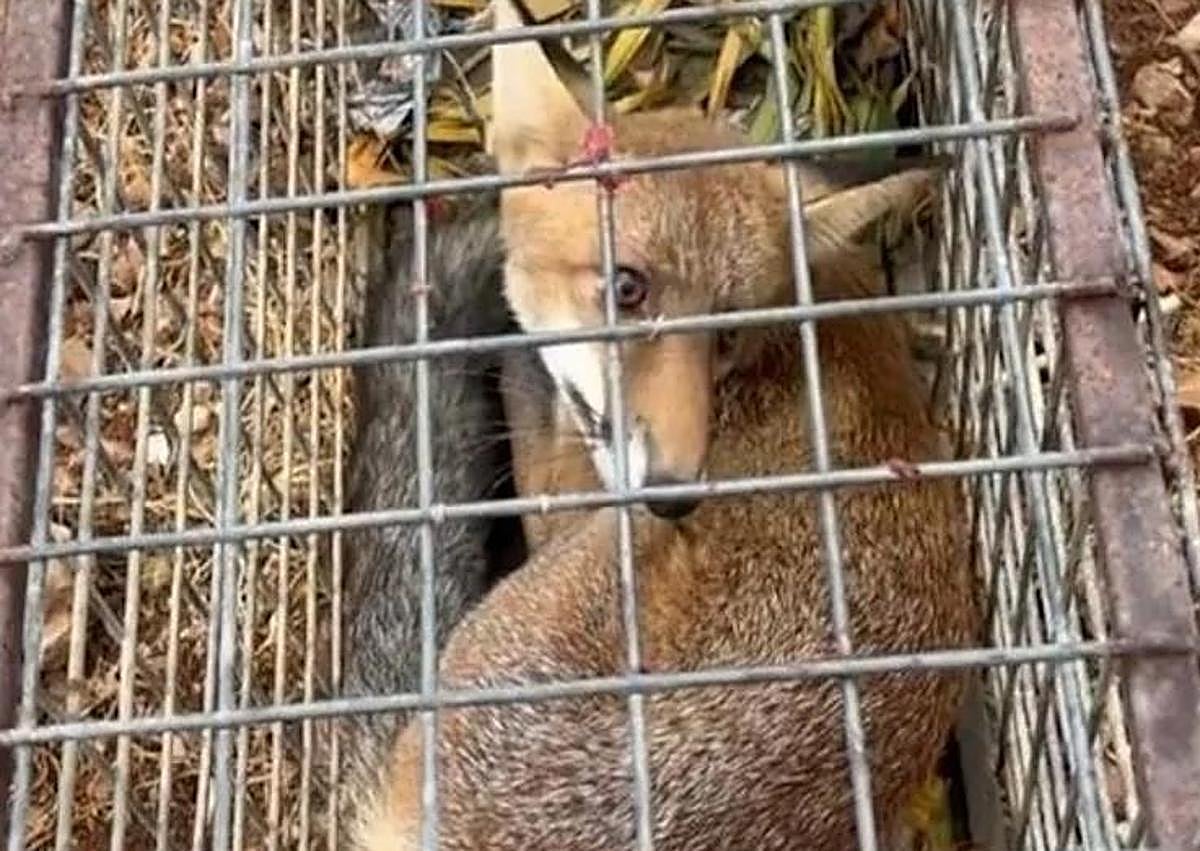 Imagen secundaria 1 - Police investigate 26 people for illegal possession and trafficking of protected animal species in Malaga