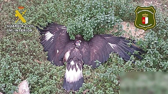 Hunter arrested for poisoning birds of prey in Spain