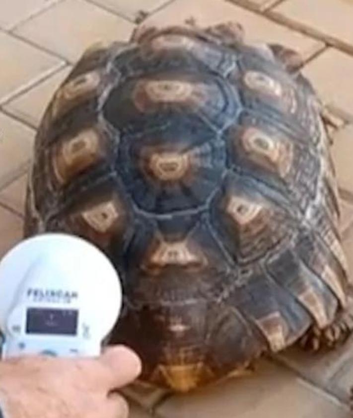 Imagen secundaria 2 - Police investigate 26 people for illegal possession and trafficking of protected animal species in Malaga