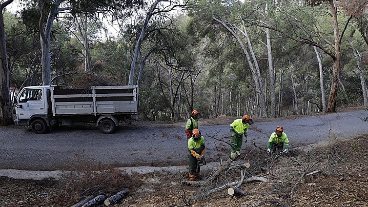 Malaga takes drastic action to tackle pine tree disease