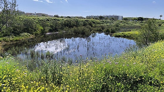 Soliva lake: the ecological oasis in Malaga born from a failed clay quarry