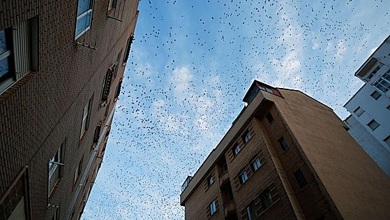 The historic Spanish city where starlings are ruling the roost