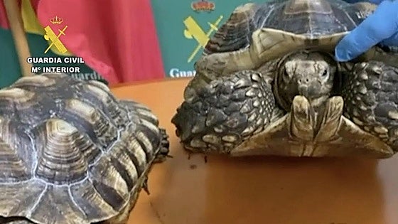 Thirteen people investigated for illegal trafficking of protected animal species in Spain