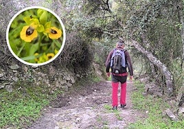 These footpaths take visitors through an area of great ecological value, with orchids as a springtime highlight.