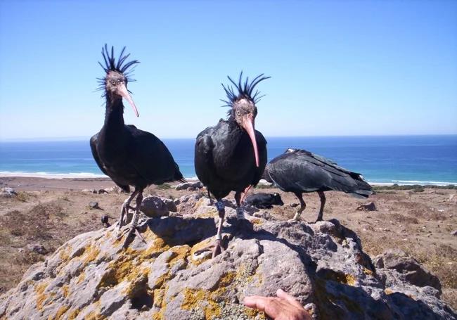 The northern bald ibis is a legendary bird that now only exists self-sufficiently in Morocco.