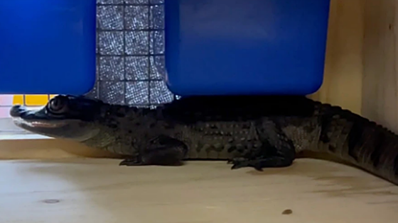 Caiman crocodile rescued from private property in Gibraltar after tip-off
