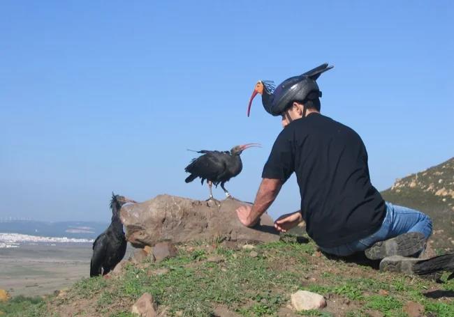 The northern bald ibis repopulation site in the province of Cadiz between Vejer and Barbate.