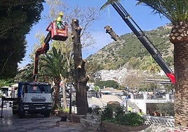 Workers felling the cypress tree in the Compás area of Mijas Pueblo.