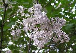 Syringa oblata.
