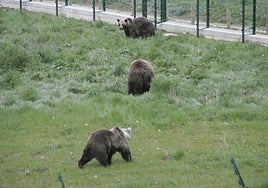 Furaco, Tola and Paca during one of their mating encounters in 2010.