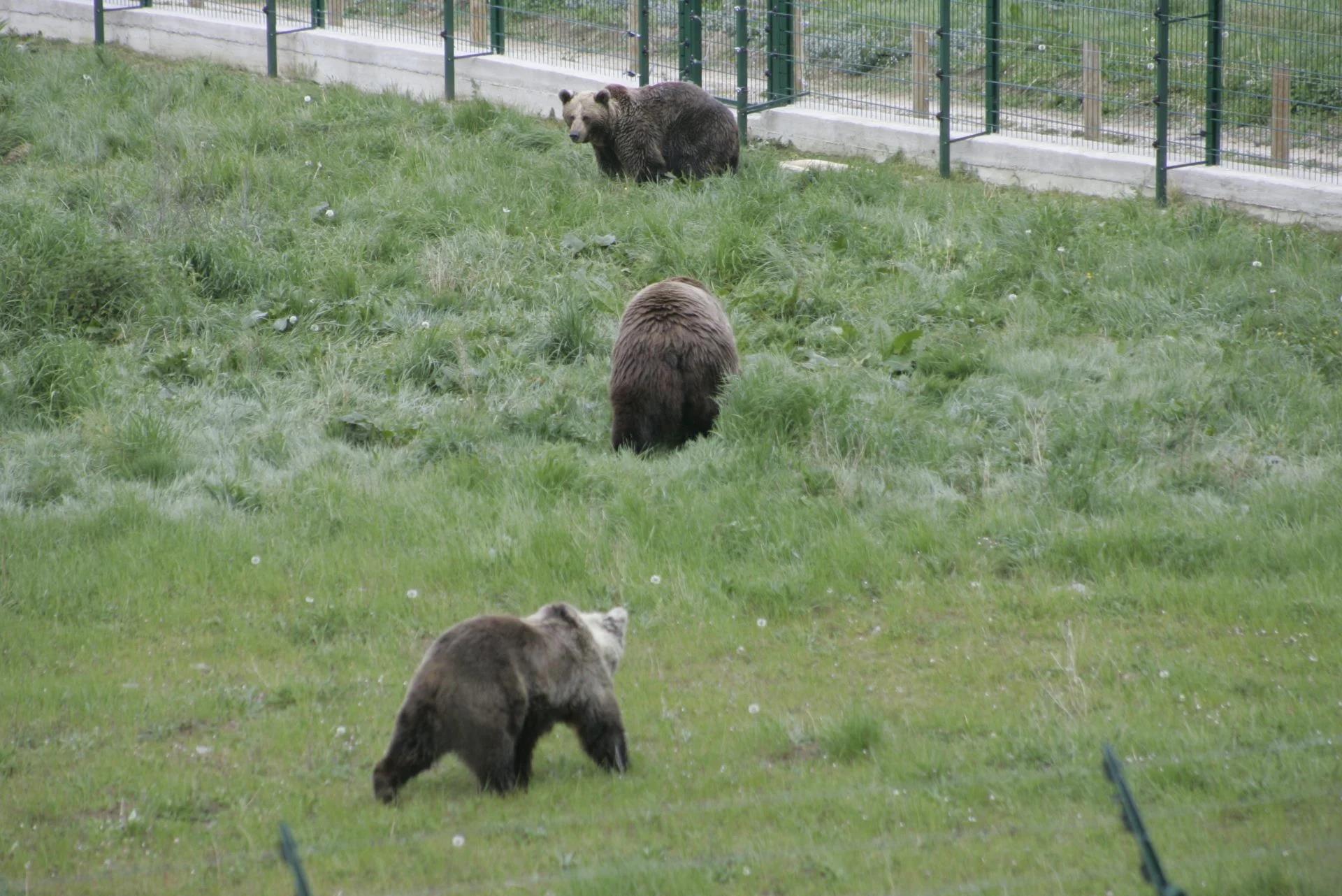 Brown bear that became a symbol for the survival of the species in Spain put down
