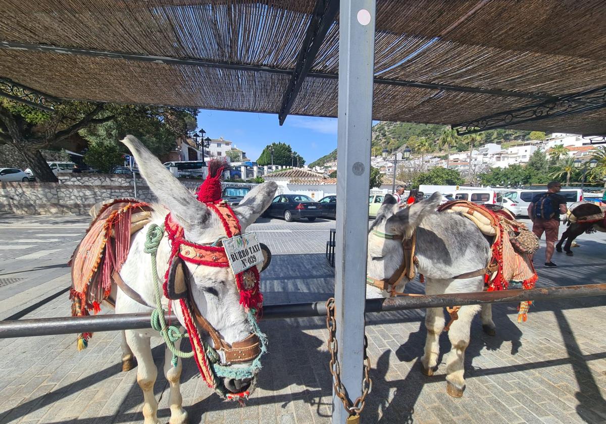 Donkey taxi and horse-drawn carriage bylaws updated in Costa del Sol town