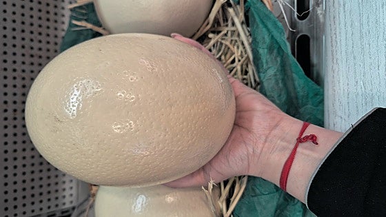 Spanish ostrich eggs for Easter