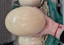 An ostrich egg from Cuevas del Campo (Granada).