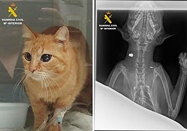 The vet found that the cat had three lead pellets lodged in its body, one of which was located inside the skull.