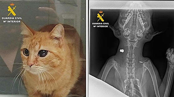 89-year-old man accused of shooting neighbour's cat in south of Spain