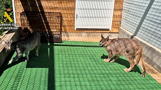 Russian couple arrested for breeding protected wild cats in Spain selling with price tags of up to 60,000 euros