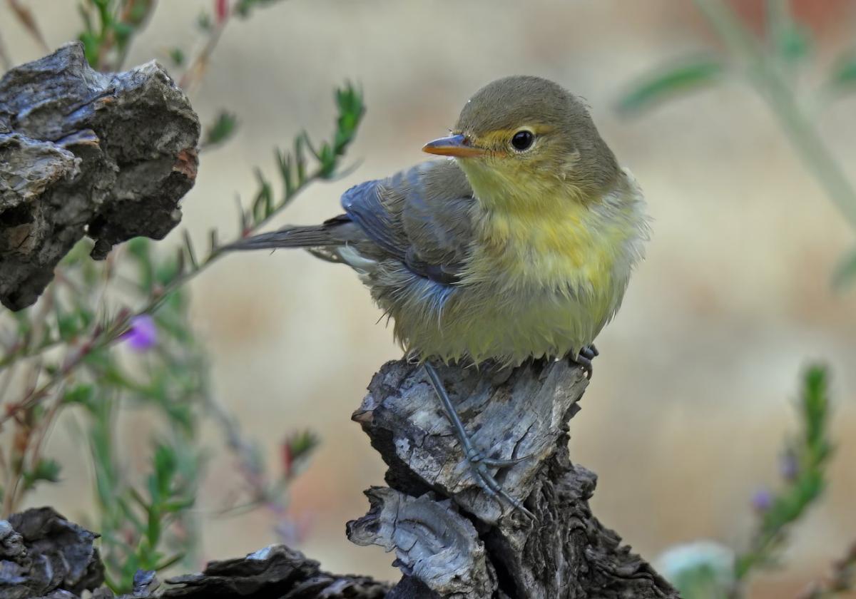 The melodious warbler