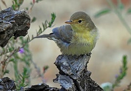 The melodious warbler, Hippolais polyglotta.