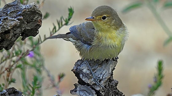 The melodious warbler