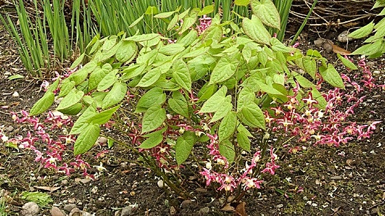 Recommended for your garden in southern Spain: Epimedium