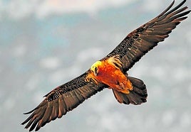 A bearded vulture in flight.