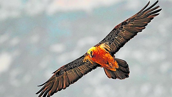 Bearded vulture takes flight again in Andalucía some 30 years after start of reintroduction project
