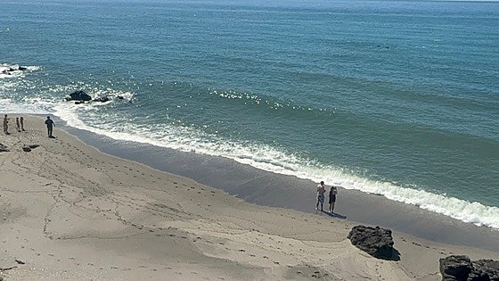 Watch as around 30 dolphins put on a show close to shore on Costa del Sol