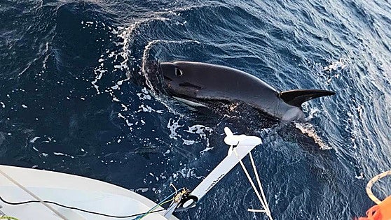 Pod of killer whales interacts with sailing boat off the south coast of Spain
