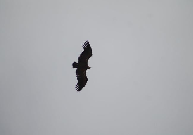 Griffon vulture
