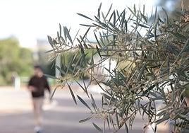 An olive tree in blossom in the area of the faculty of science on Thursday.