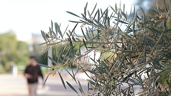 Attention to those allergic to olive trees: pollen bloom date announced for Malaga