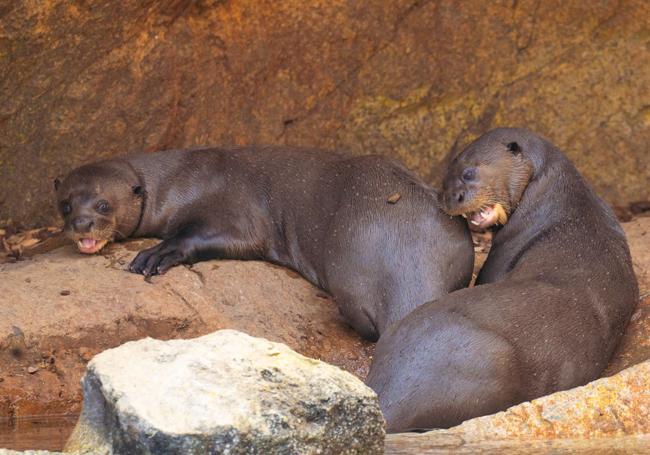 The giant otter parents at Bioparc Fuengirola on the Costa del Sol.
