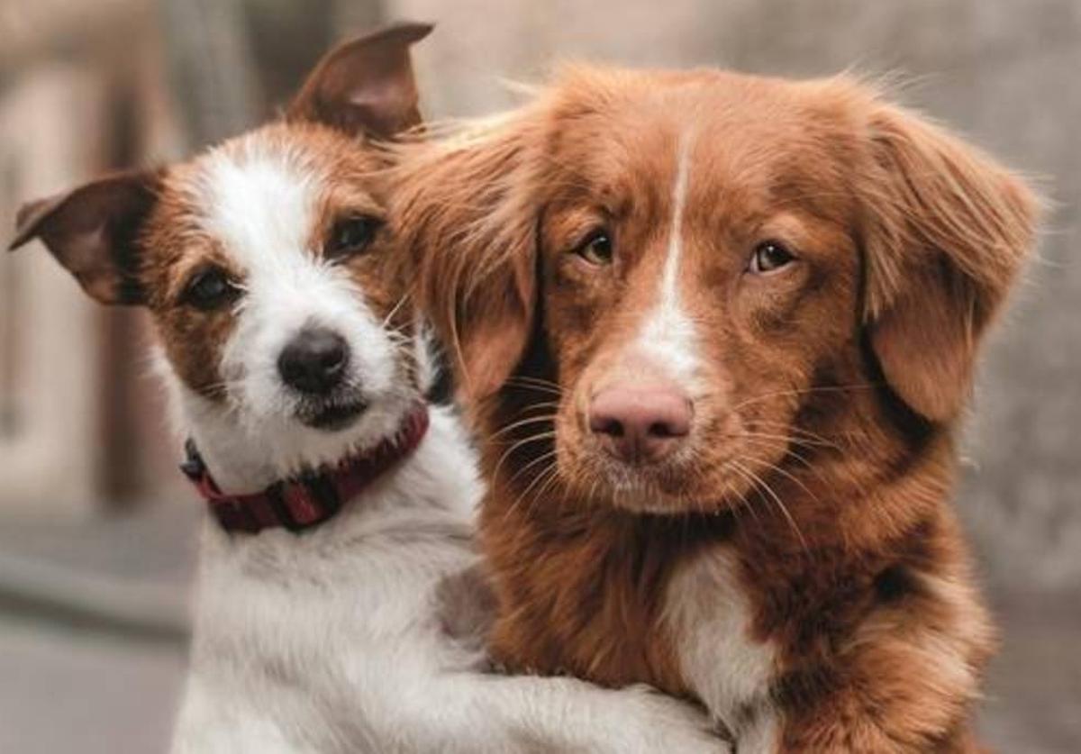 'Best Friends', Spain's free veterinary care scheme for vulnerable pet owners