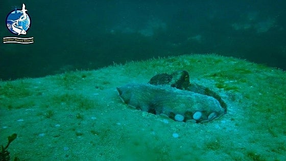 Temporary ban on octopus fishing enforced in Gibraltar waters