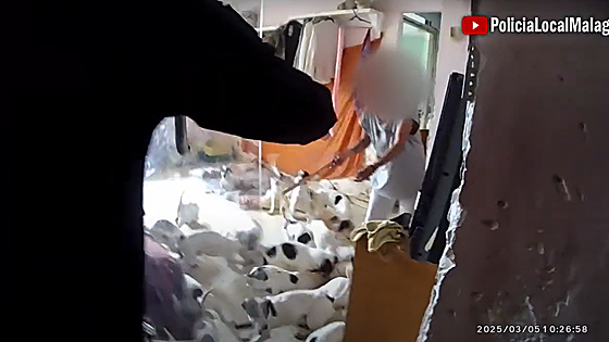 Malaga's flat of horrors: over 30 dogs and nine cats living in unsanitary conditions