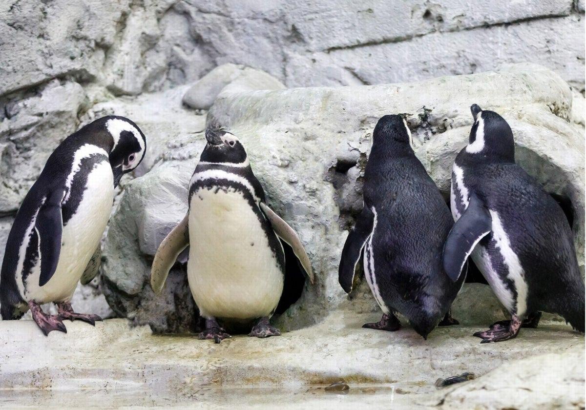 Generators maintained the only penguin house in Andalucía, located in Benalmádena, at 13C during the blackout