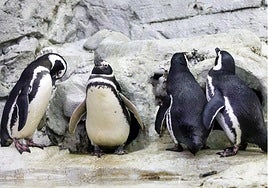 Selwo Marina penguin house.