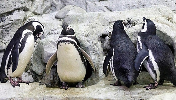 Generators maintained the only penguin house in Andalucía, located in Benalmádena, at 13C during the blackout