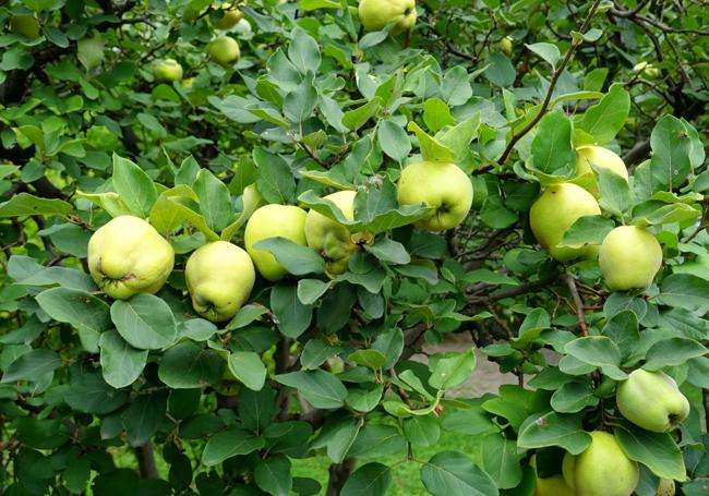 Quince fruits
