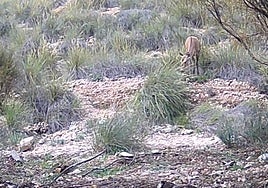 Caught on camera: one of the does walking through the undergrowth