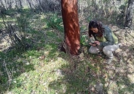 Image of the plant popularly known as 'Nomevés', due to its small size and the brevity of its flowering season.
