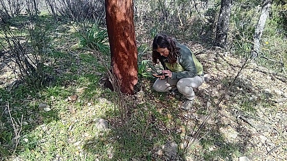 This is the plant rediscovered in Andalucía after vanishing for four decades