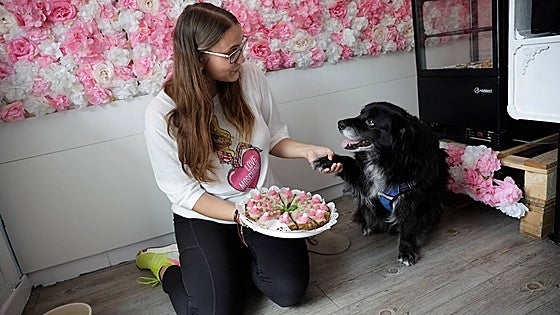 Pampered pooches in Malaga: launch of first specialist shop for home-made dog 'cakes'