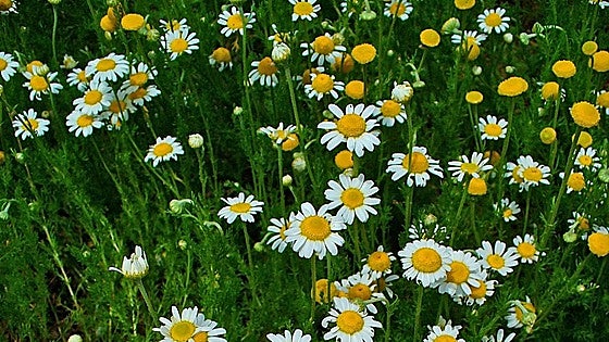 Recommended for your garden in southern Spain: Roman chamomile