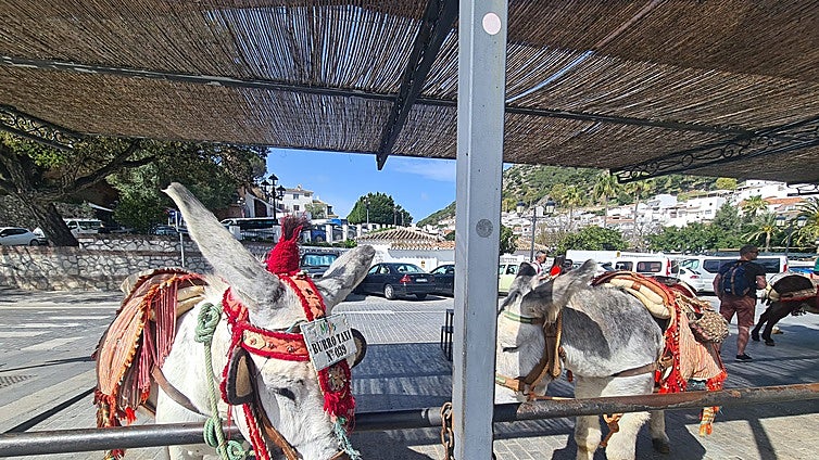 Is the end of the road for donkey taxi and carriage rides in Mijas becoming closer?