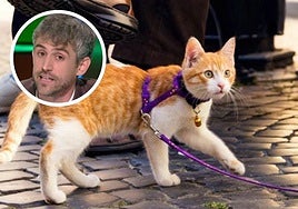 Veterinarian Victor Algra on whether cats should be walked like dogs: 'They don't function the same way'