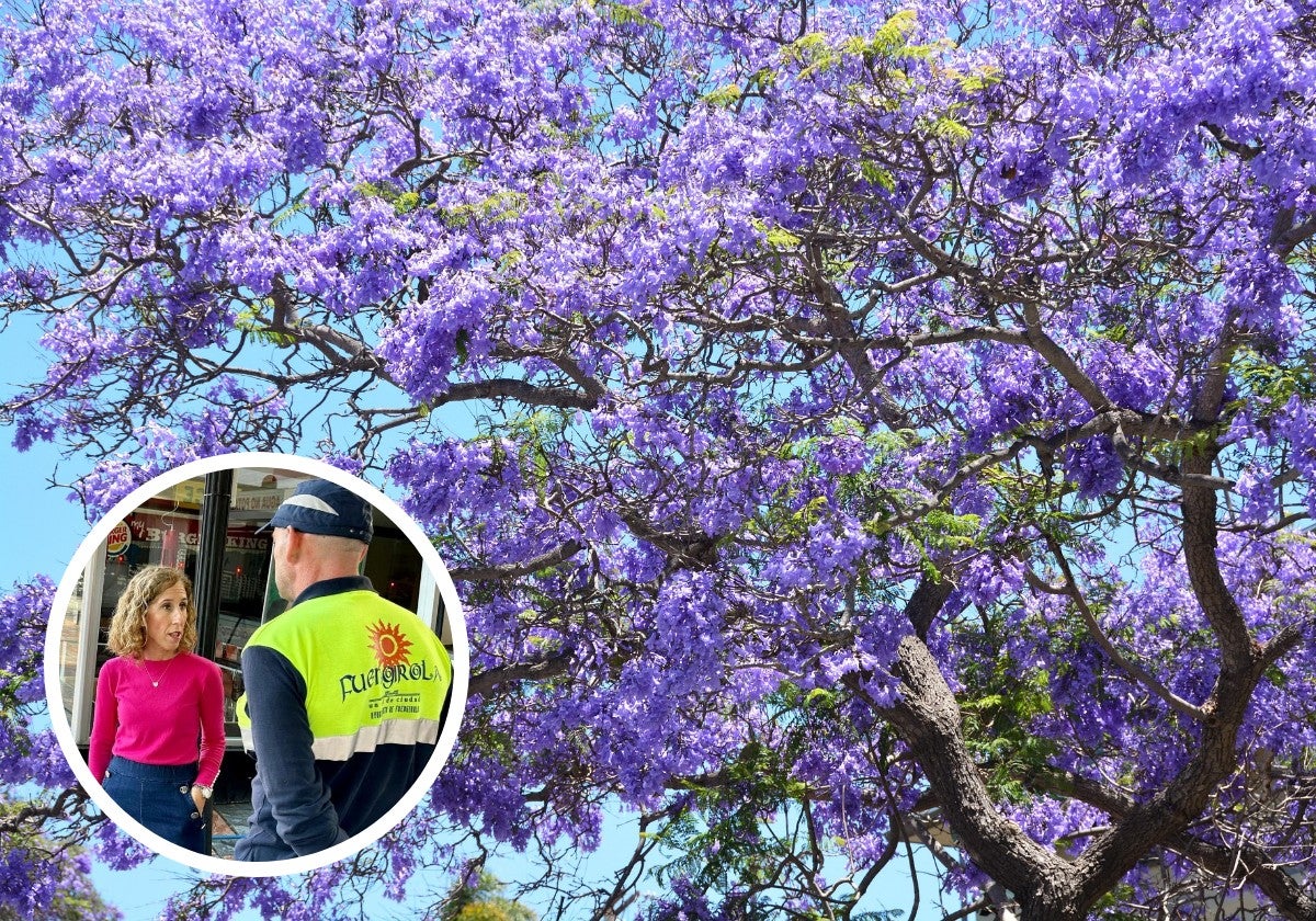 Blooming jacaranda trees in Fuengirola force town hall to ramp up cleaning services